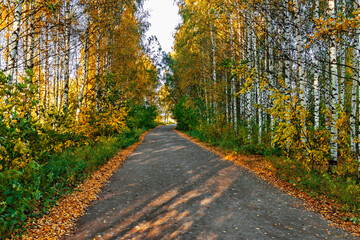 Fototapeta na wymiar rural landscape with a path in the yellow birch alley