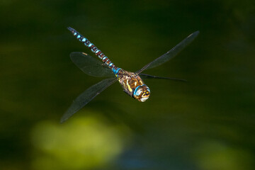 Dragonfly in flight with the 4 wings deployed