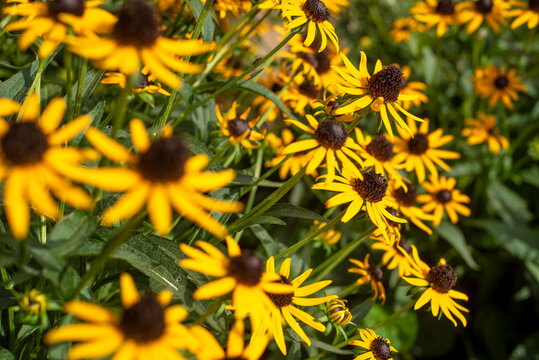 Close up of yellow black eyed susan flowers, daisies, Daisy, bouquet, meadow of flowers, bright yellow flowers, bunch, decorative, picking 