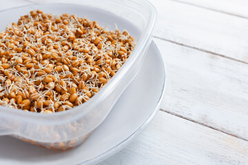 Wheat sprouts in a bowl on white wooden table