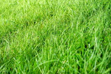 Closeup shallow focus green grass lawn in sunshine, healthy lawn, dull lawnmower blade, damaged grass, new overseed grass, fertilizer application, thick grass, no weeds, weed prevention