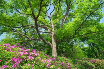 Wuhan East lake Forest Park scenery in spring