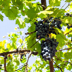 bunches of ripe red grapes in rural vineyard and blue sky on background on sunny summer day