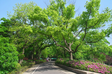 Fototapeta na wymiar Wuhan East lake Forest Park scenery in spring