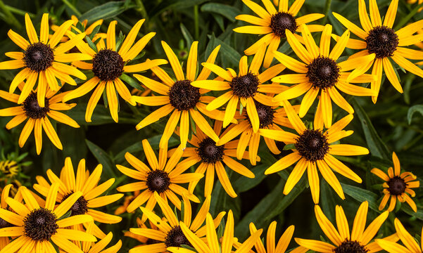 Close up of yellow black eyed susan flowers, daisies, Daisy, bouquet, meadow of flowers, bright yellow flowers, bunch, decorative, picking