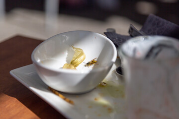 wasp sitting searching for food on an empty plate