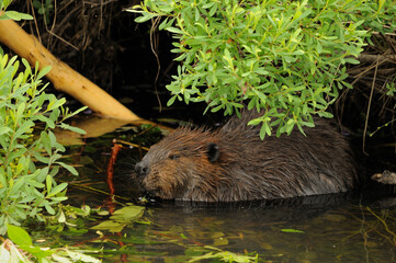 Beaver stock photos. Beaver eating in the water displaying brown fur coat, body, head, eye, ears, nose,  with a green foliage background and in its habitat and environment. Image. Picture. Portrait.