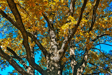 Fototapeta premium yellow autumn leaves on an oak tree against the blue sky