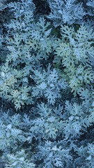 silver blue lace leaves of decorative wormwood top view give the feeling of a snowy floral background