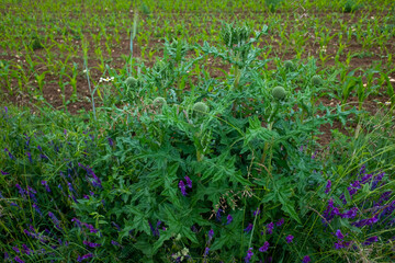 Eine große grüne Distel vor einem Acker (Bio-Landwirtschaft)