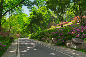 Wuhan East lake Forest Park scenery in spring