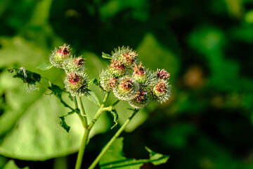 Knospen und Blüten einer Distel im Wald im Abendlicht