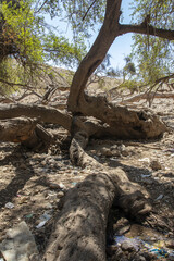 ِAl hajija tree is the biggest tree in Jordan