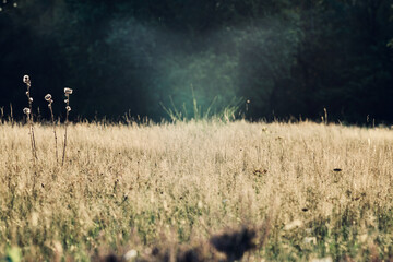 Florale Textur als Hintergrund mit unterschiedlichen Farben und Formen einer Pflanzlichen Gestalt zur sommerlichen Jahreszeit