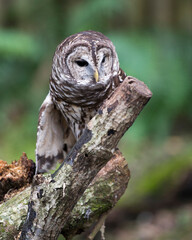 Owl stock photos.  Perched on a branch displaying brown feather plumage with a blur background in its environment and habitat.