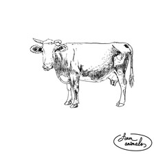 cow on white background
