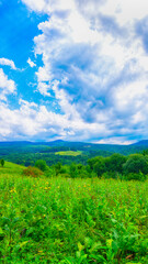 Lush grass meadows on the slope of the Caucasus Mountains