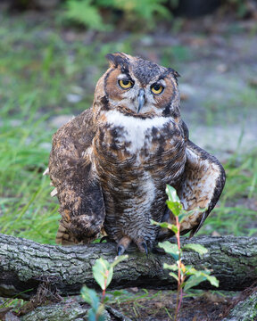 Owl stock photos. Owl perched on a branch displaying brown feather plumage with a blur background in its environment and habitat.