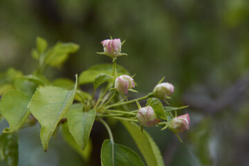 Fototapeta premium little pink buds