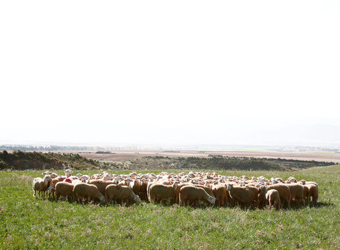 Reba&ntilde;o de ovejas pastando en el campo