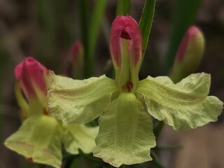 Delicate seasonal flowers in Western Australia