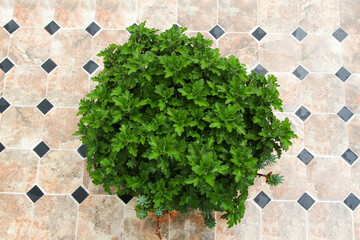 Top view of green seedling of chrysanthemums on checkered marble table.