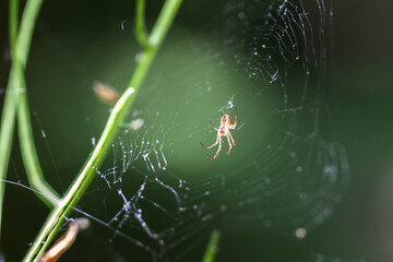 spider on web