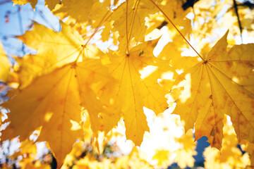 background of yellow maple leaves