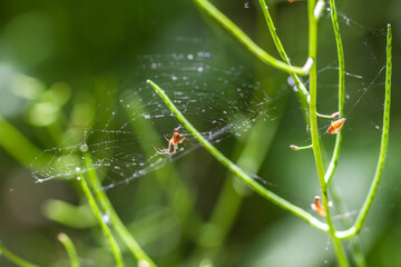 spider on web