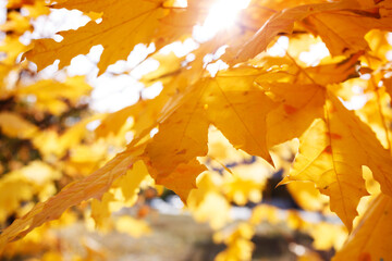 background of yellow maple leaves