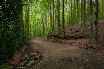 Route through the beautiful beech forest to reach the Sta Fe del Montseny reservoir, Catalonia, Esapaña