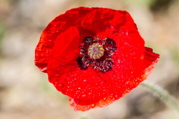 red poppy flower