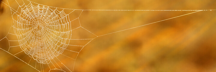  Spider web with dew drops in fall in early morning sunlight