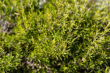 Detail background of a fresh and deep green rosemary wild plant on a sunny summer day