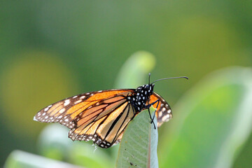 Fototapeta na wymiar Monarch Butterfly on a Plant