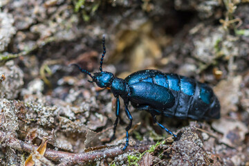 bug on the ground