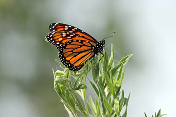 Obraz premium Monarch Butterfly on a Plant
