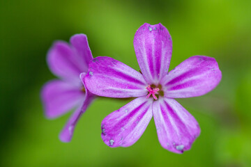 close up of a purple flower