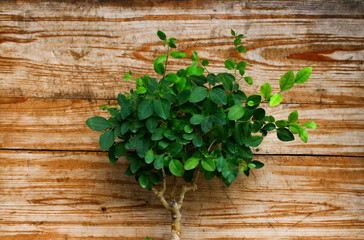Detail of privet bonsai, wooden plank in the background.
