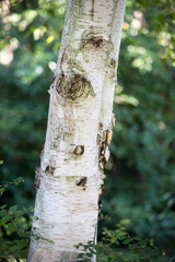 Closeup of birch tree trunk in a public garden