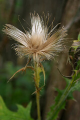 a dried thistle flower
