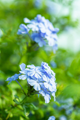 Beautiful blue flower, Cape leadwort, Plumbago auriculata, in the garden