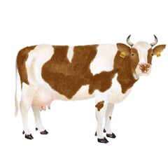 ツノの生えた茶色の牛　水彩風イラスト