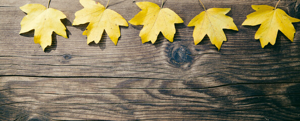 autumn background colorful foliage on wooden background