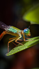 Village beauty insects.