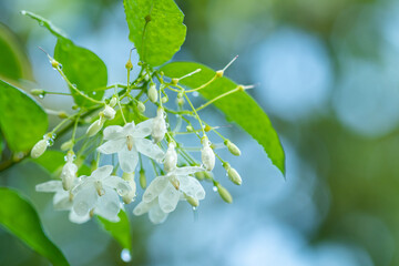 Tropical white flower With names Water jasmine with nature blurred background.
