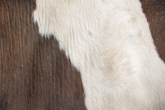 Texture Or Pattern Of Cowhide 