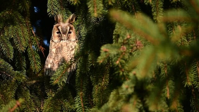 Long eared owl ( Asio otus )