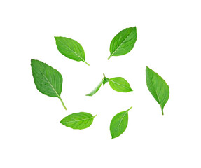 Obraz premium basil leaves top view on white background