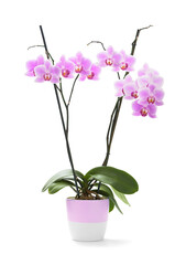 Beautiful tropical orchid flower in pot on white background